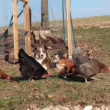 L Insolite Du Séjour à la campagne